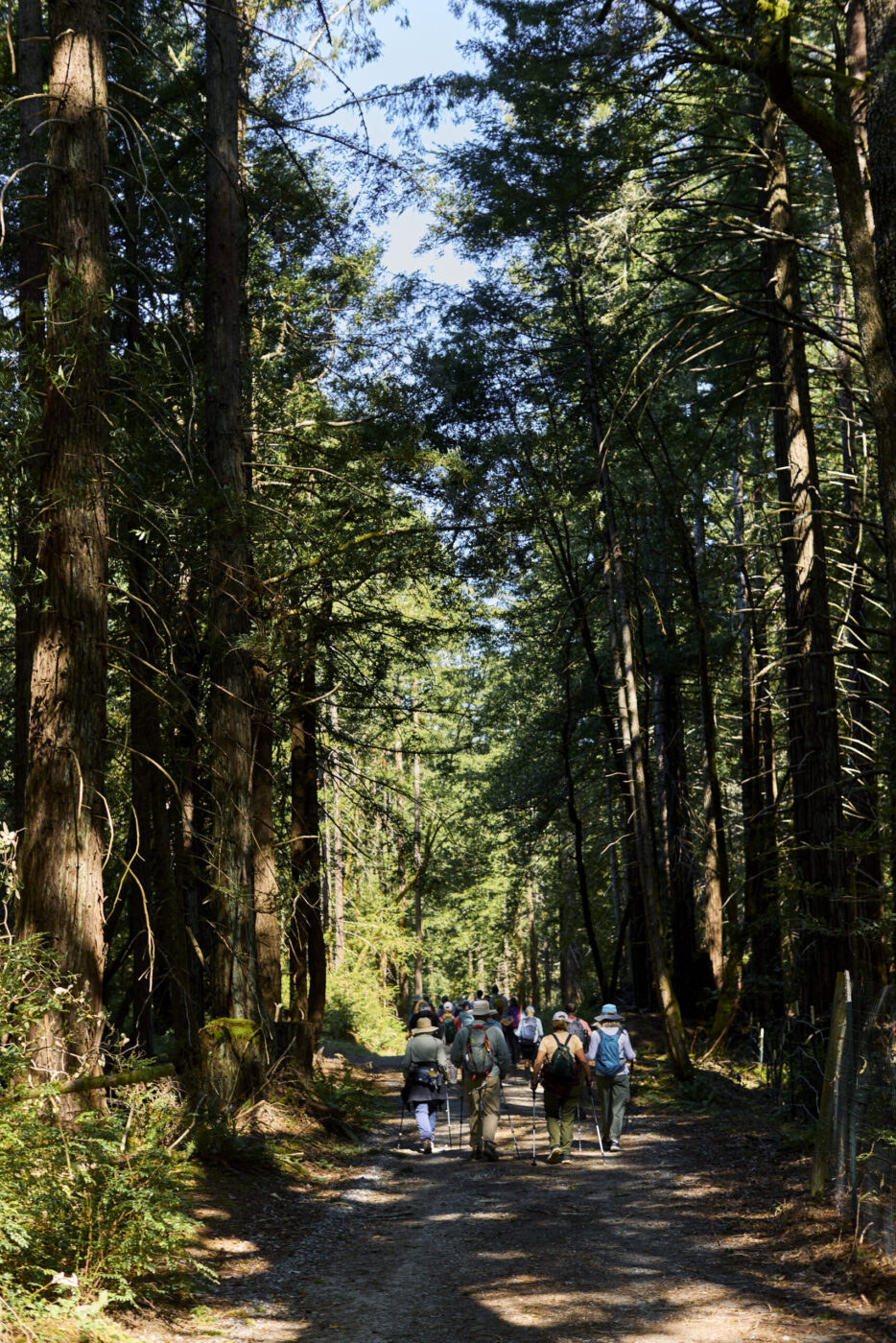 Hikers at Monte Rio Redwoods Regional Park on Stage 5 of the Camino de Sonoma. (Kim Carroll)