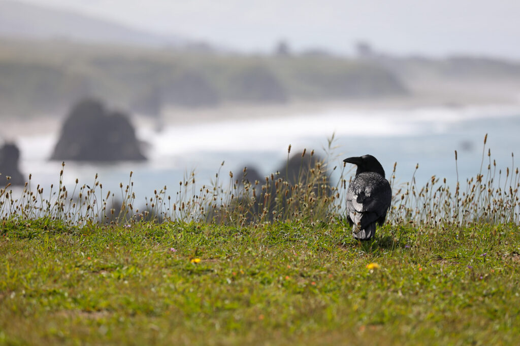 A crow sits on the bluffs above Shell Beach, north of Bodega Bay on Monday, May 4, 2026. (Christopher Chung/The Press Democrat)