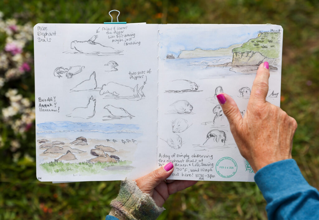 A page of Sarah Reid’s nature journal showing elephant seals at Drake’s Beach. Photo taken at Shell Beach, north of Bodega Bay on Monday, May 4, 2026. (Christopher Chung/The Press Democrat)