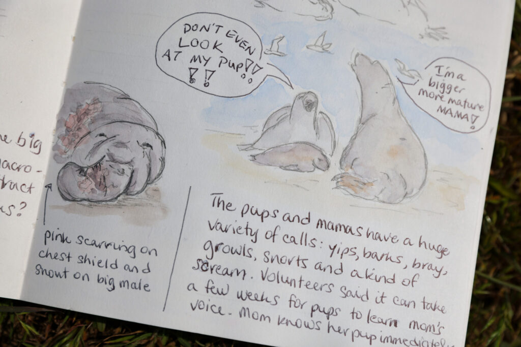 Sarah Reid’s nature journal showing elephant seals at Drake’s Beach. Photo taken at Shell Beach, north of Bodega Bay on Monday, May 4, 2026. (Christopher Chung/The Press Democrat)