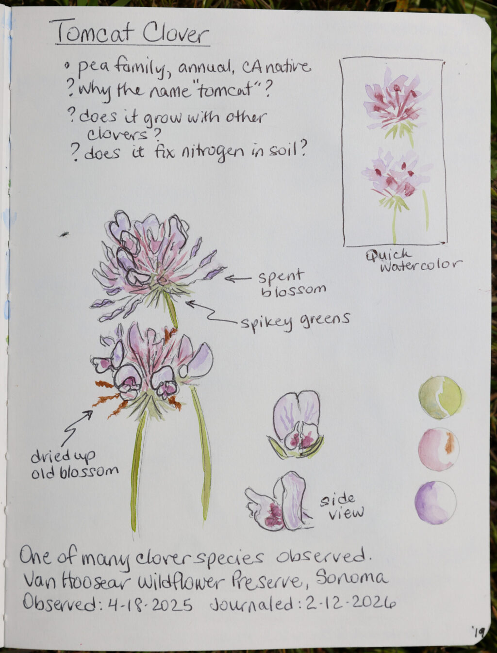 Sarah Reid’s nature journal features a page dedicated to a Tomcat Clover. Photo taken at Shell Beach, north of Bodega Bay on Monday, May 4, 2026. (Christopher Chung/The Press Democrat)