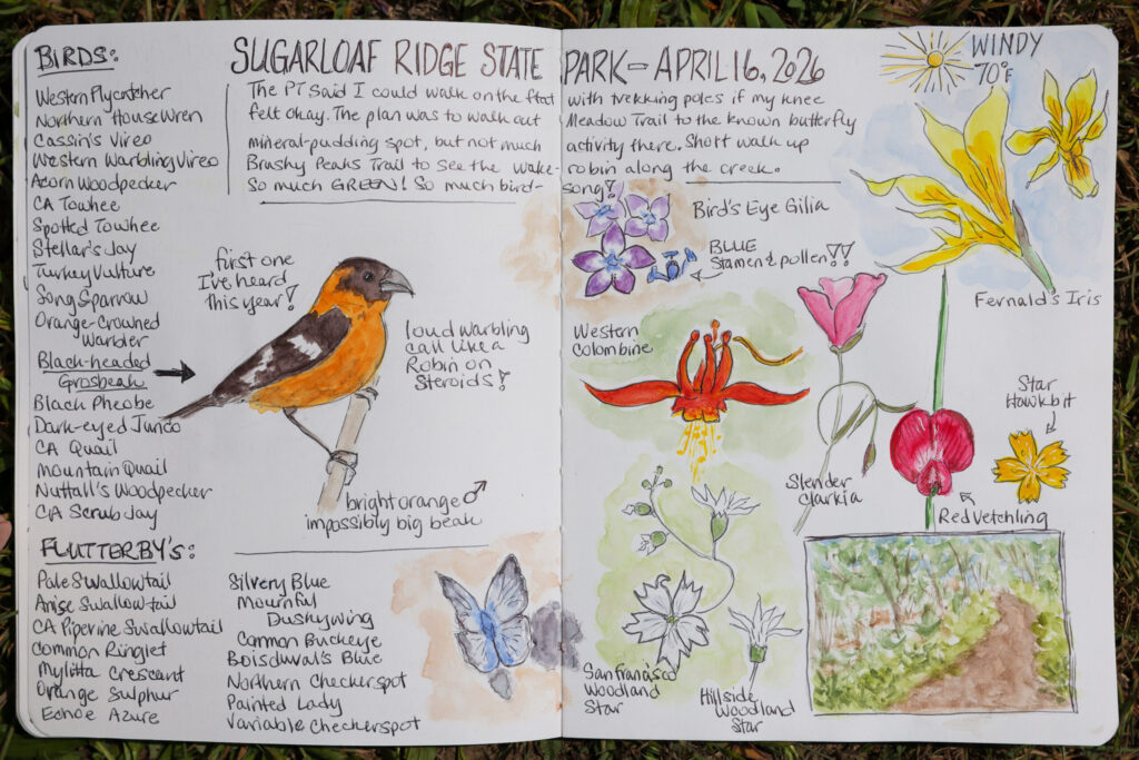 A page of Sarah Reid’s nature journal from a recent visit to Sugarloaf Ridge State Park. Photo taken at Shell Beach, north of Bodega Bay on Monday, May 4, 2026. (Christopher Chung/The Press Democrat)