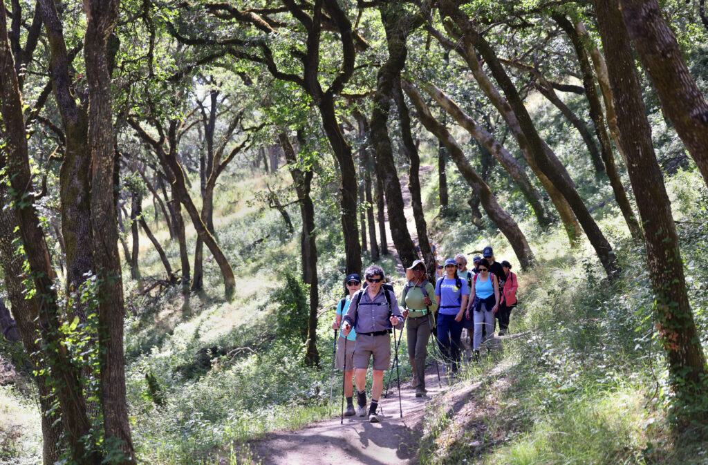 Zoli Somogyi leads a group with “Go Wild Hikers” along a trail at Shiloh Ranch Regional Park in Windsor Sunday, May 31, 2026. (Beth Schlanker / The Press Democrat)