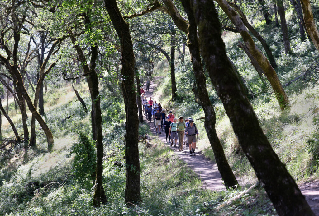 Zoli Somogyi leads a group with “Go Wild Hikers” along a trail at Shiloh Ranch Regional Park in Windsor Sunday, May 31, 2026. (Beth Schlanker / The Press Democrat)