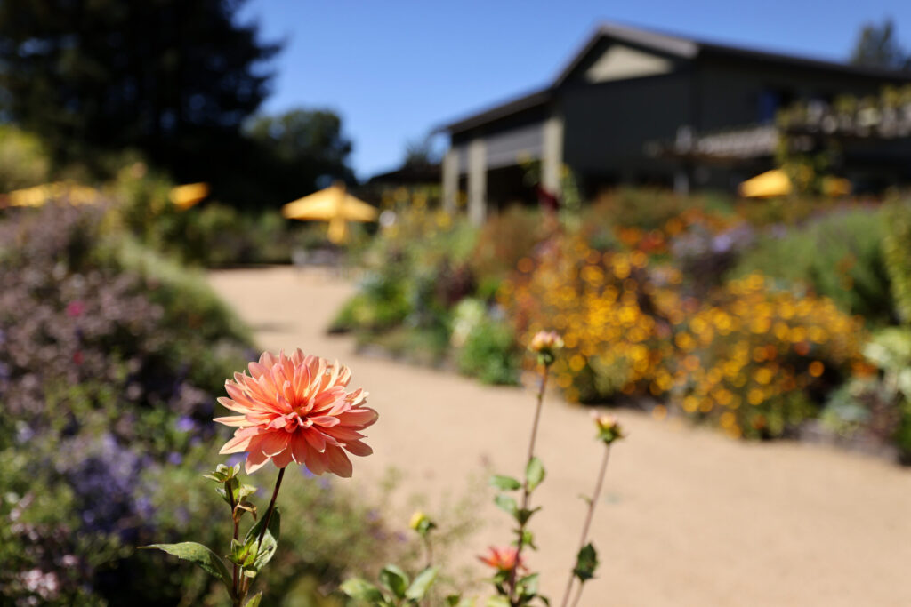 A dahlia blooms in the garden at Lynmar Estate Winery in Sebastopol Sunday, Sept. 6, 2026. (Beth Schlanker / The Press Democrat)