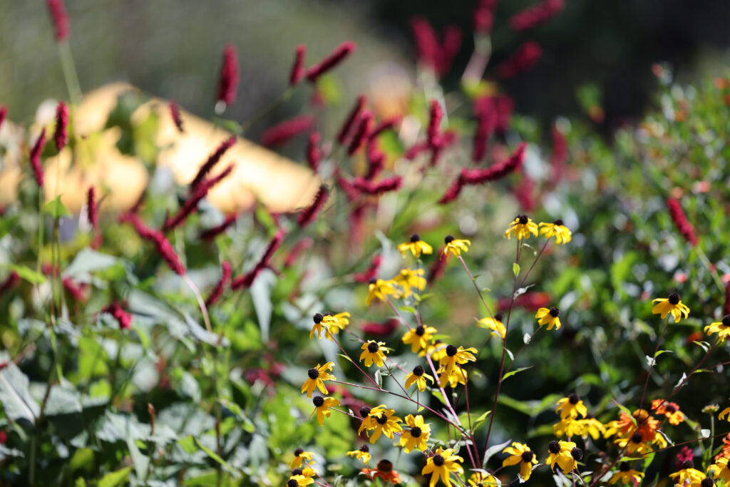 Flowers bloom in the garden at Lynmar Estate Winery in Sebastopol Sunday, Sept. 6, 2026. (Beth Schlanker / The Press Democrat)