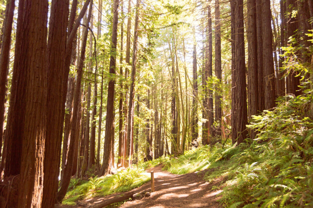 The Pomo Canyon trail at Sonoma Coast State Park near Jenner. (Sierra Downey / Sonoma County Tourism)